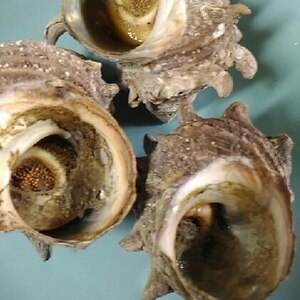 魚焼きグリルで7分 サザエの壺焼き レシピ 作り方 By ウィンクするまめ 楽天レシピ
